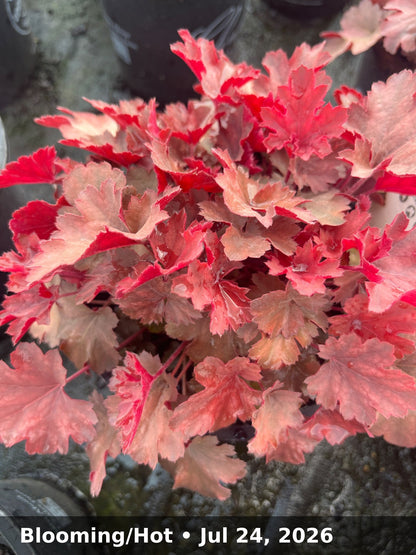 Blooming/Hot — Jul 24, 2026