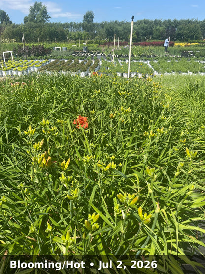 Blooming/Hot — Jul 2, 2026