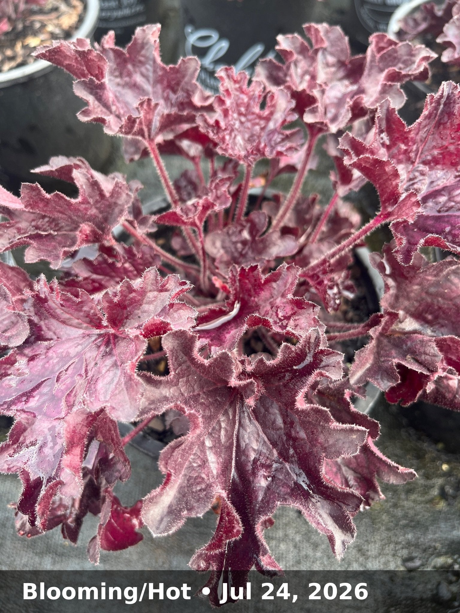 Blooming/Hot — Jul 24, 2026