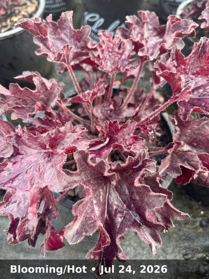 Blooming/Hot — Jul 24, 2026