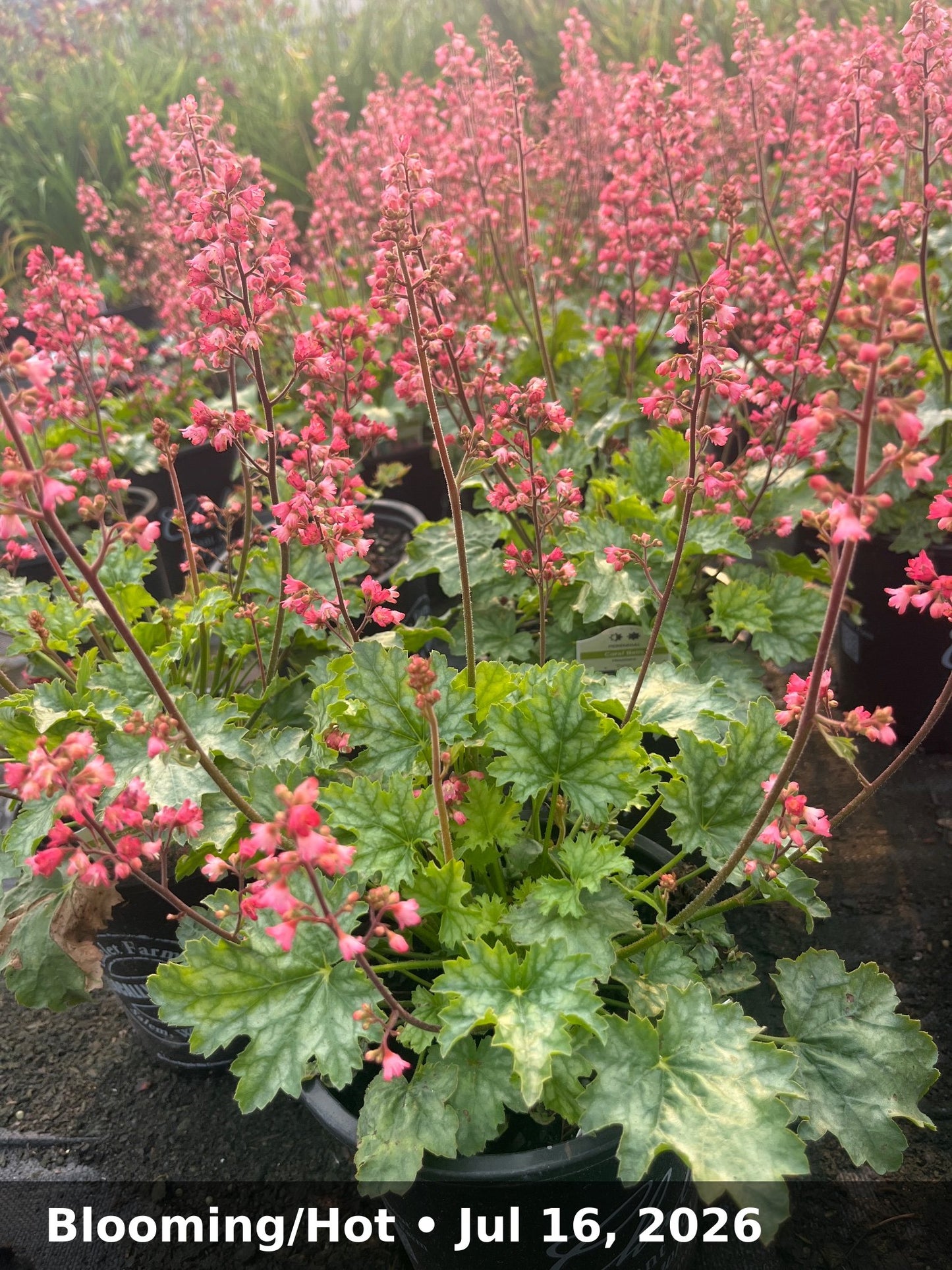 Blooming/Hot — Jul 16, 2026