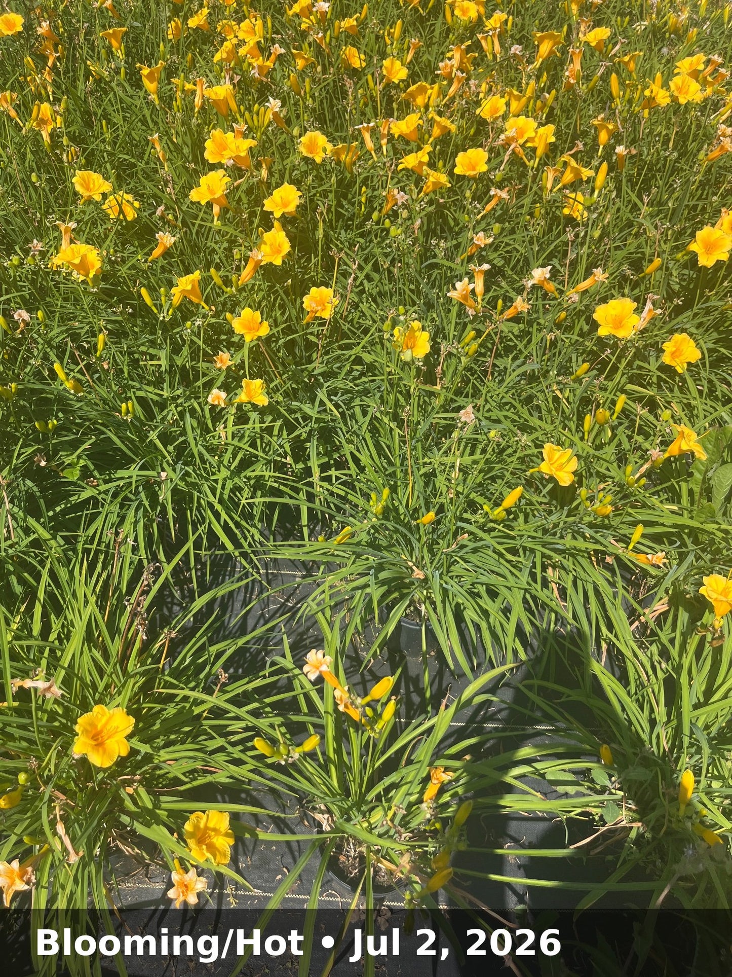 Blooming/Hot — Jul 2, 2026