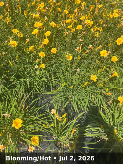 Blooming/Hot — Jul 2, 2026