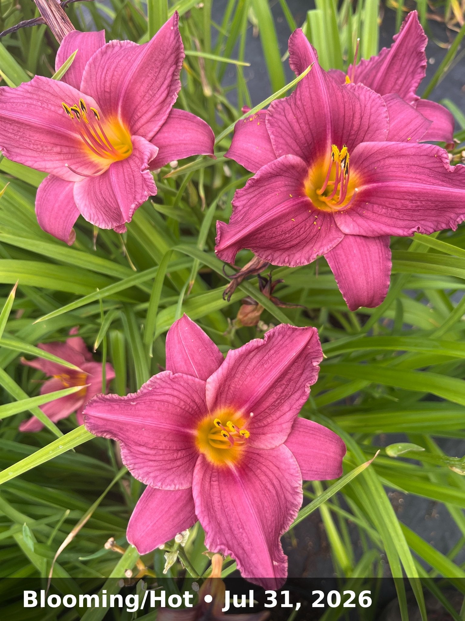 Blooming/Hot — Jul 31, 2026