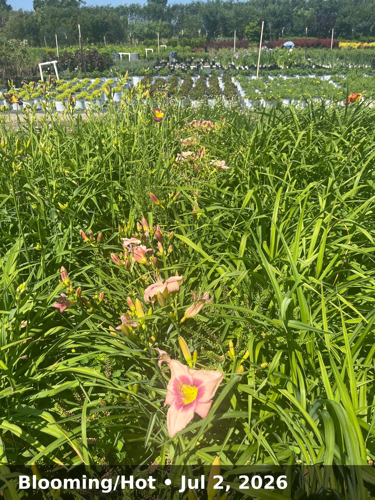 Blooming/Hot — Jul 2, 2026