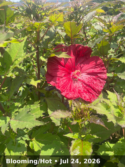 Blooming/Hot — Jul 24, 2026