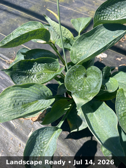 Landscape Ready — Jul 14, 2026