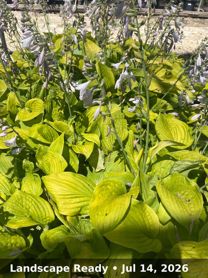 Landscape Ready — Jul 14, 2026