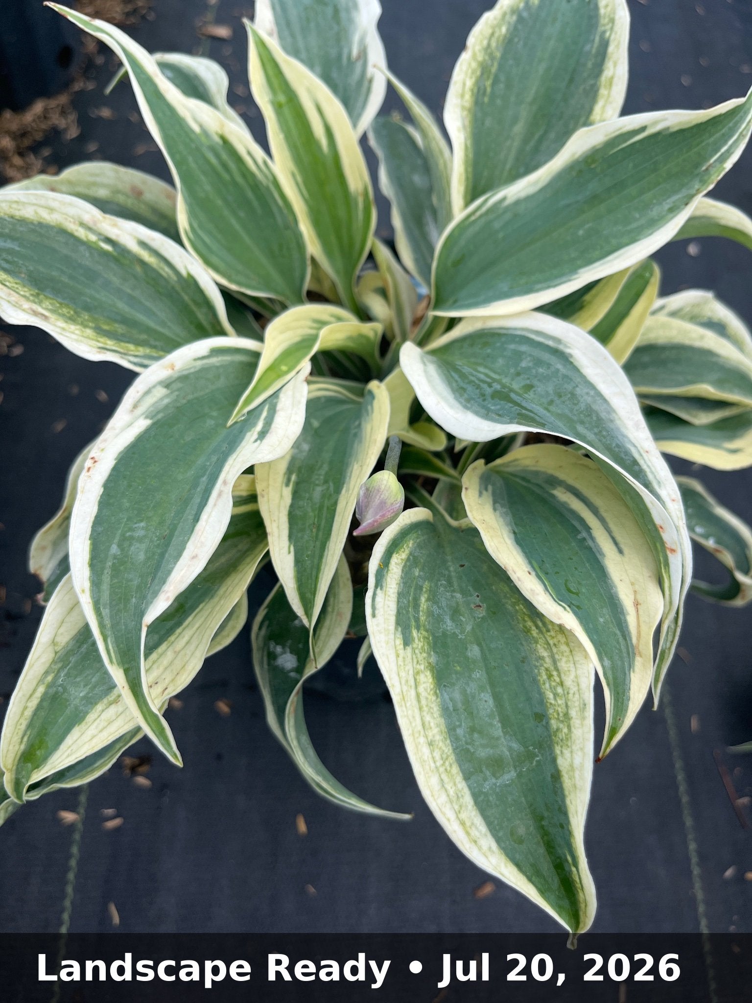 Landscape Ready — Jul 20, 2026