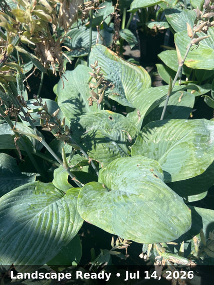 Landscape Ready — Jul 14, 2026