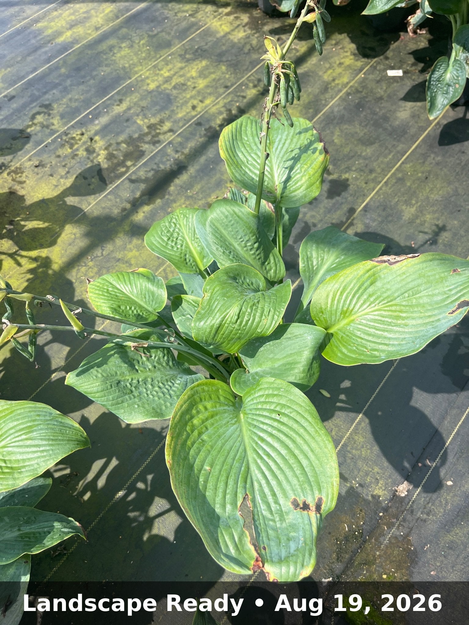 Landscape Ready — Aug 19, 2026