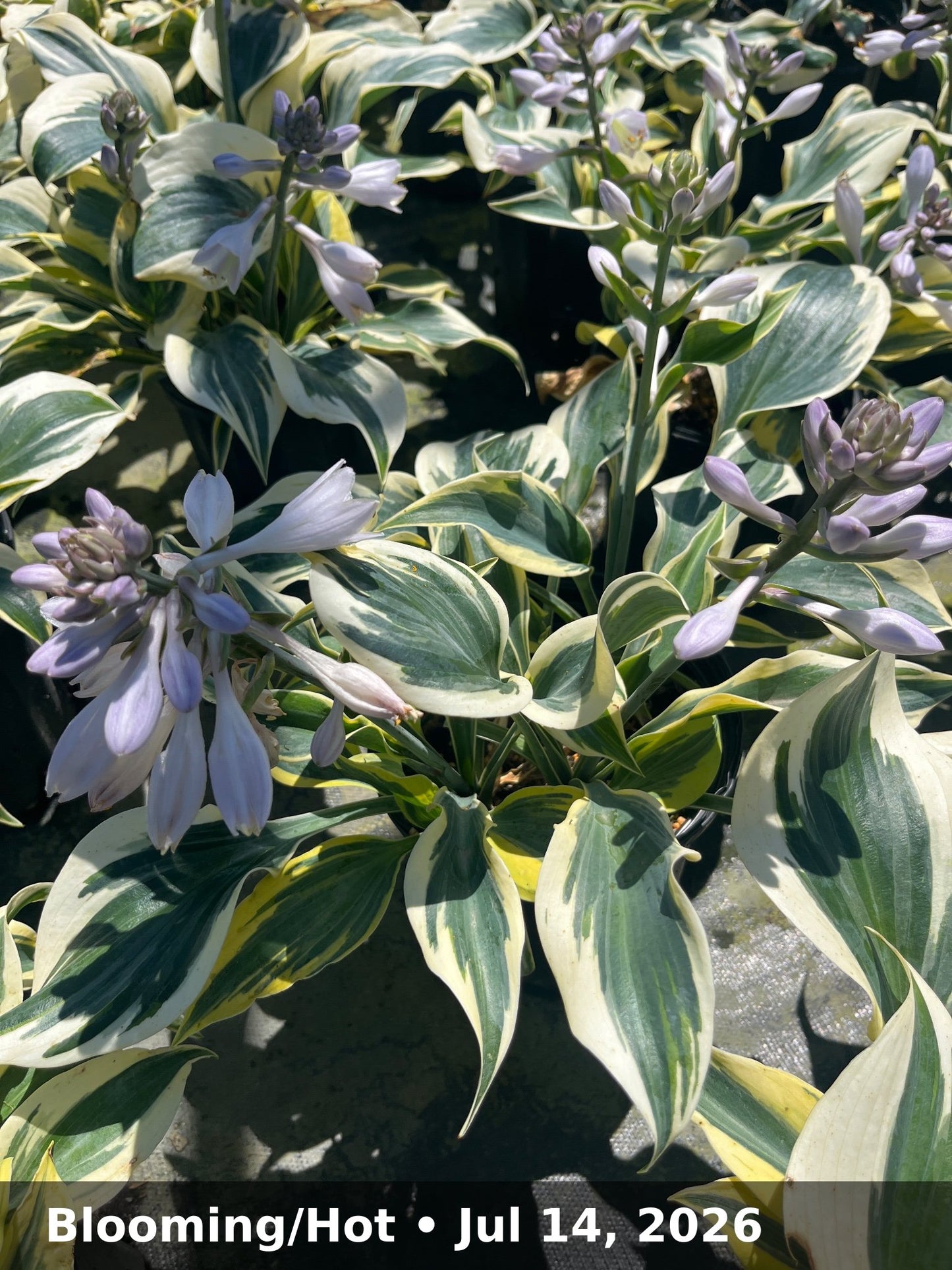 Blooming/Hot — Jul 14, 2026