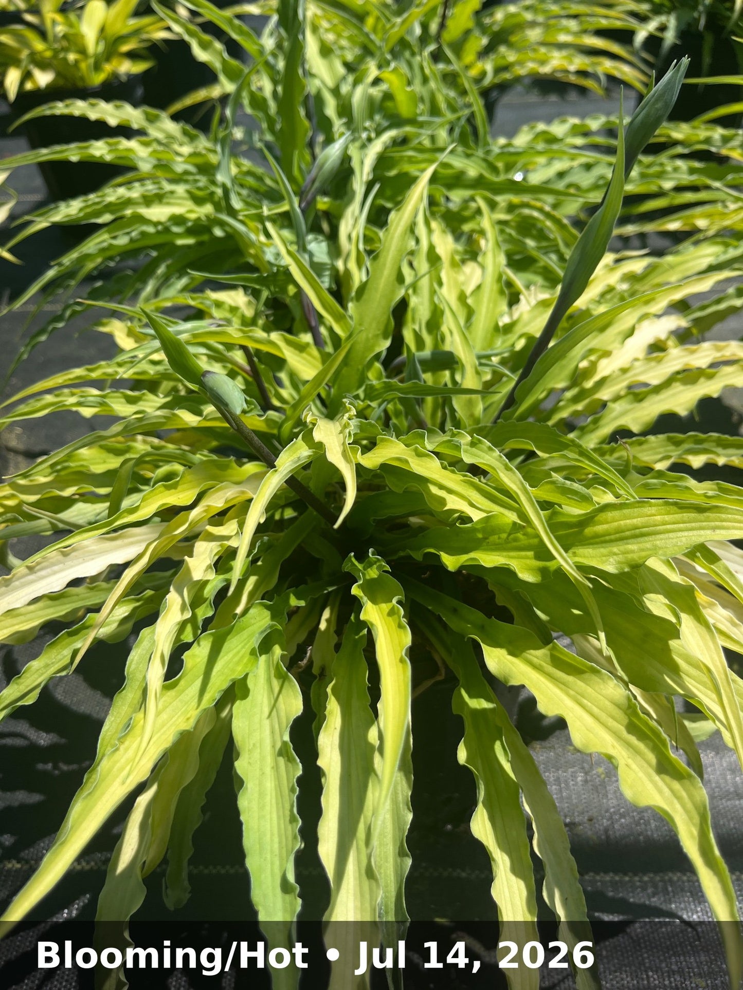 Blooming/Hot — Jul 14, 2026