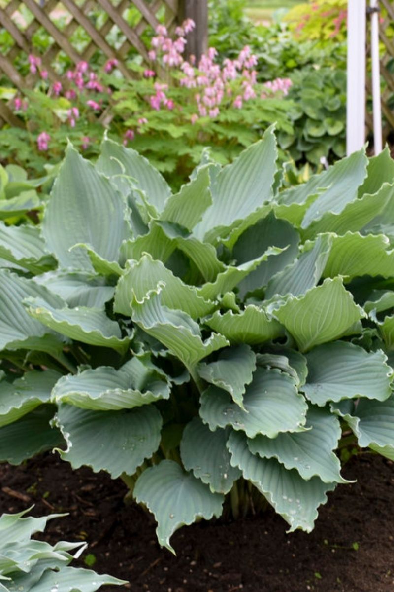 Hosta, Diamond Lake