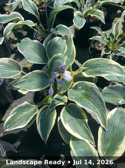 Landscape Ready — Jul 14, 2026