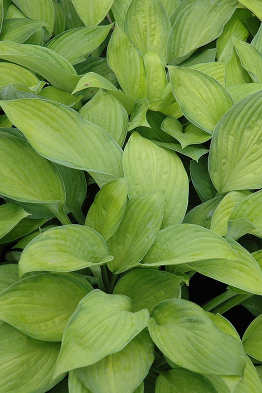 Hosta, Gold Standard