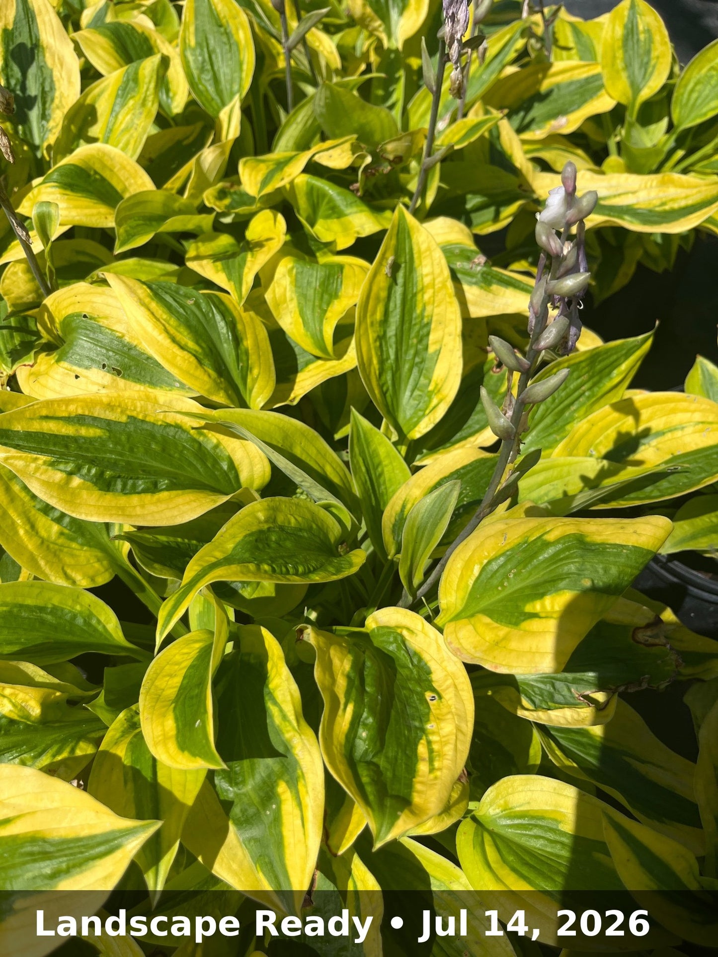 Landscape Ready — Jul 14, 2026