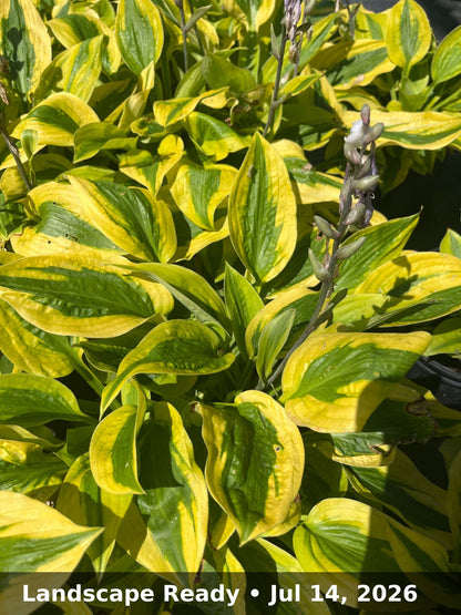 Landscape Ready — Jul 14, 2026