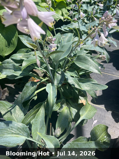 Blooming/Hot — Jul 14, 2026