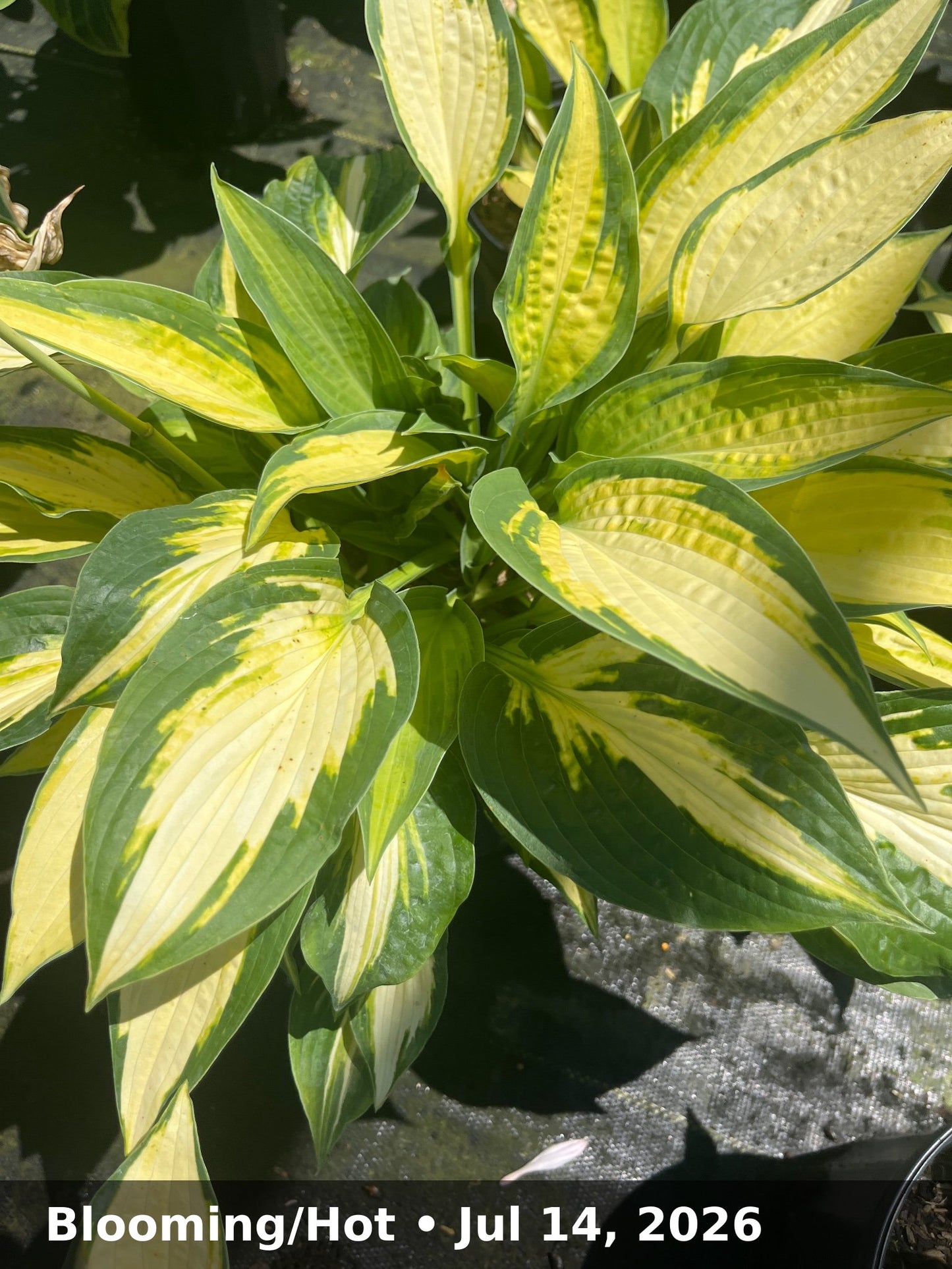 Blooming/Hot — Jul 14, 2026