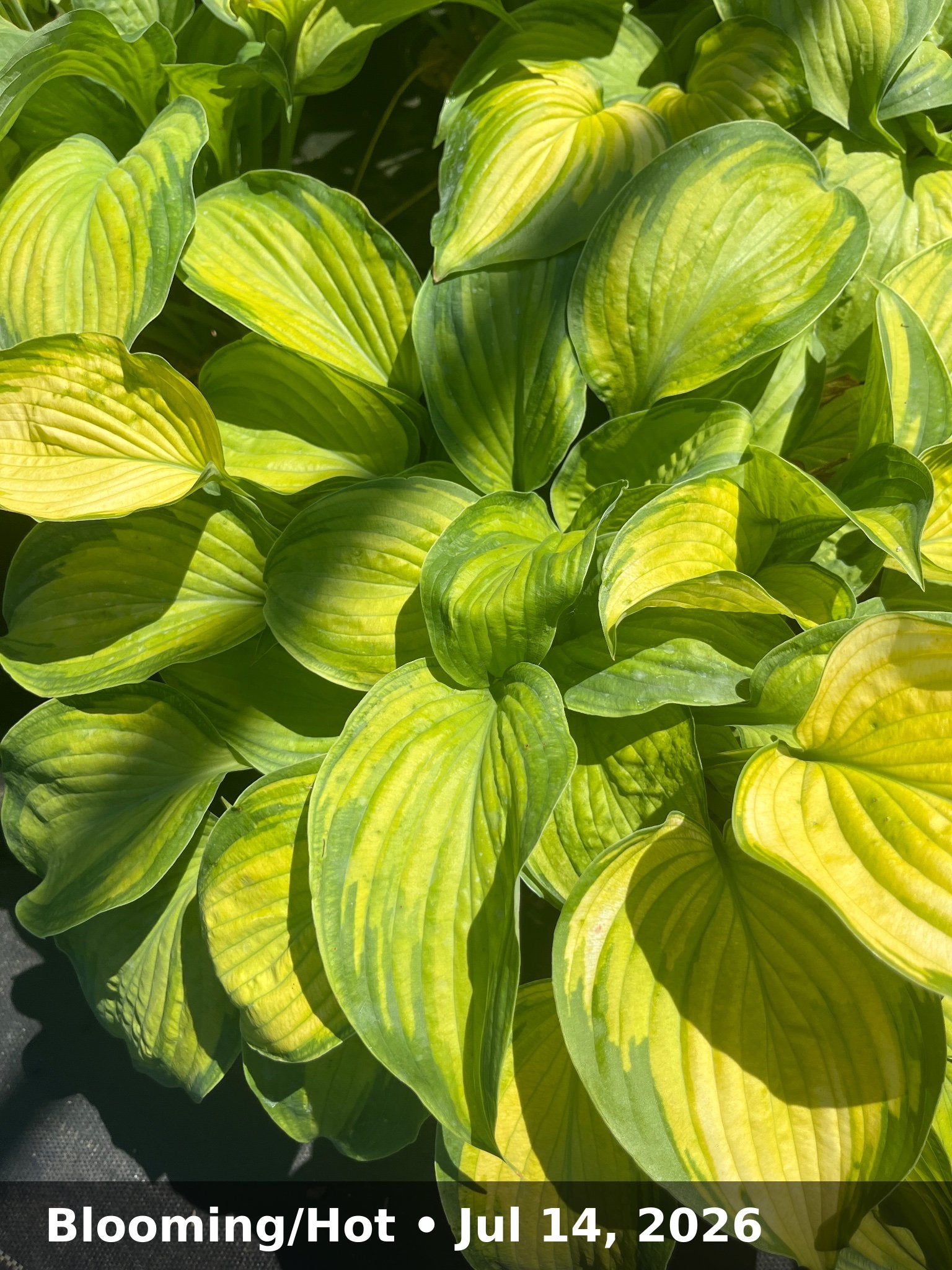 Blooming/Hot — Jul 14, 2026