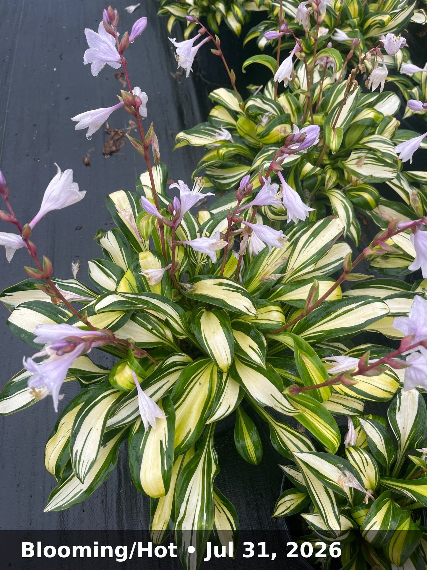 Blooming/Hot — Jul 31, 2026