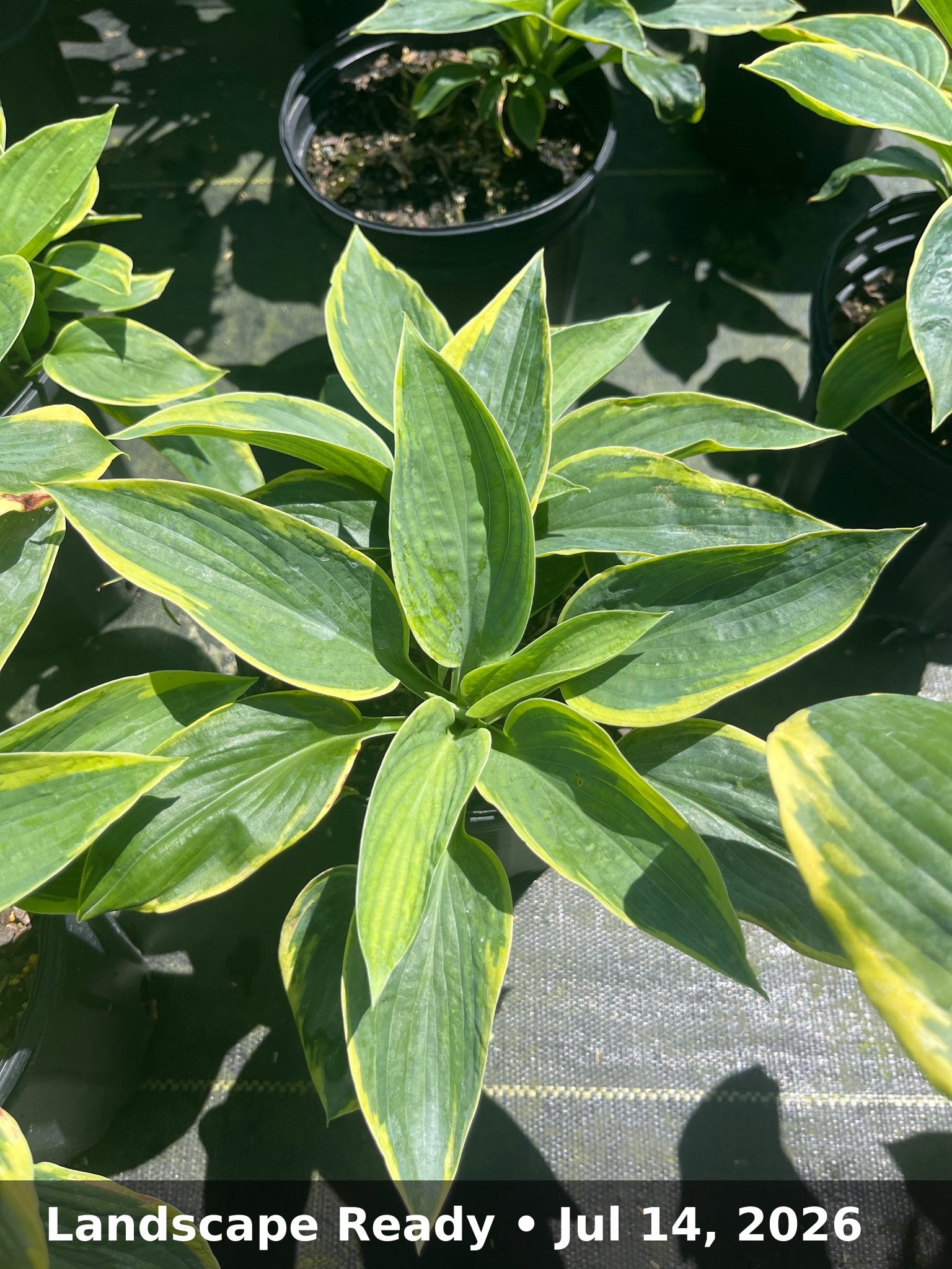 Landscape Ready — Jul 14, 2026