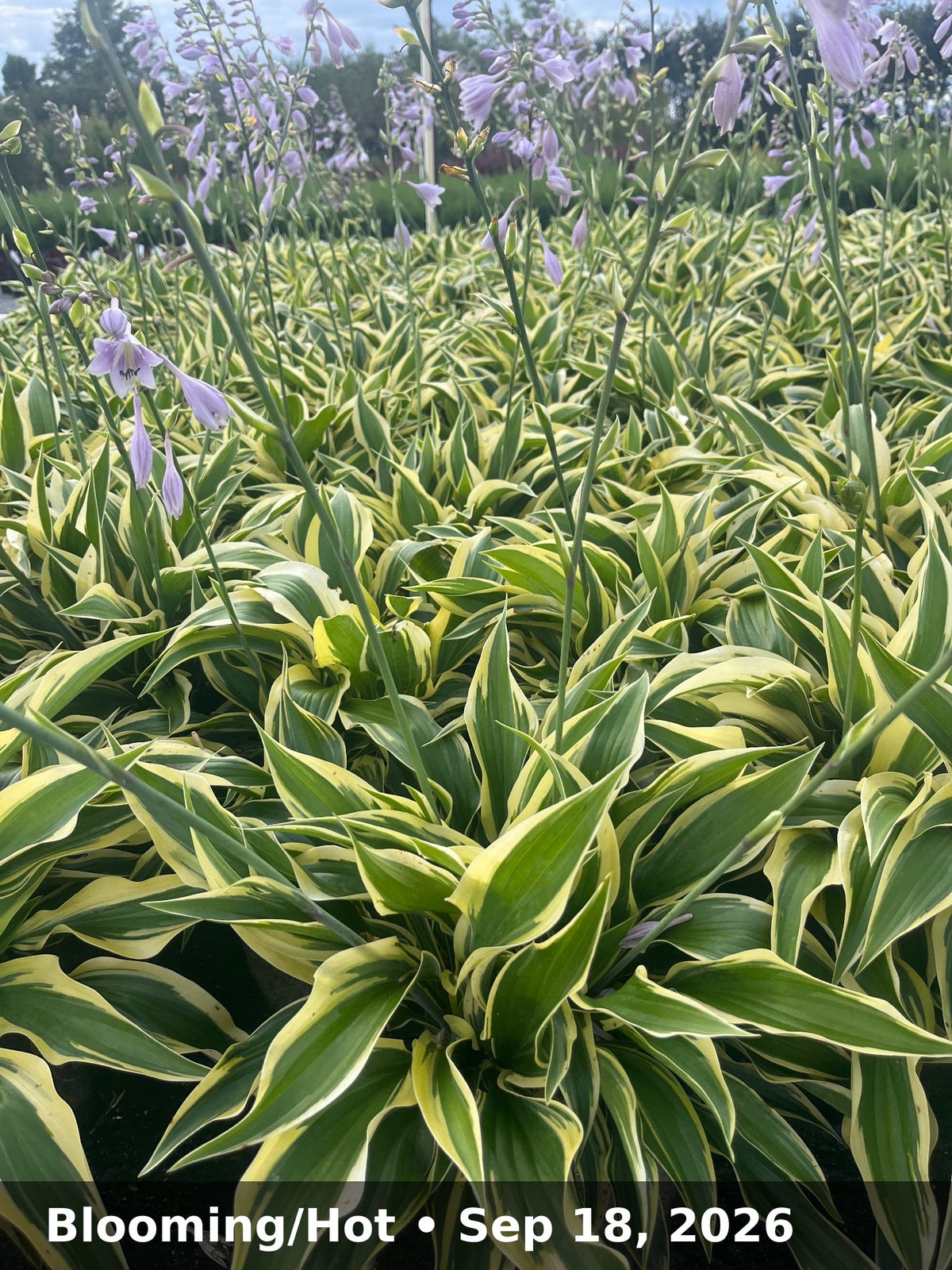 Blooming/Hot — Sep 18, 2026