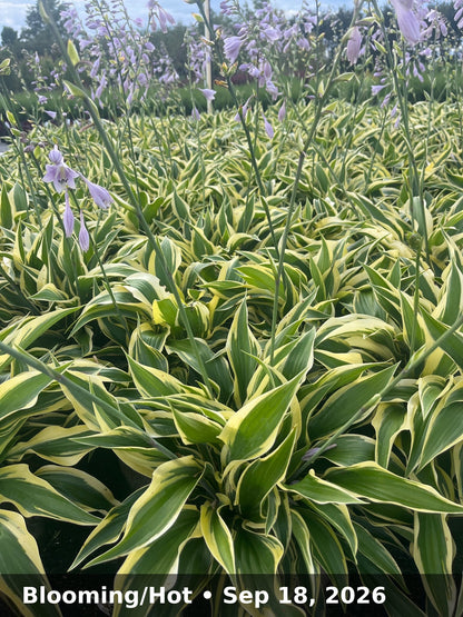 Blooming/Hot — Sep 18, 2026
