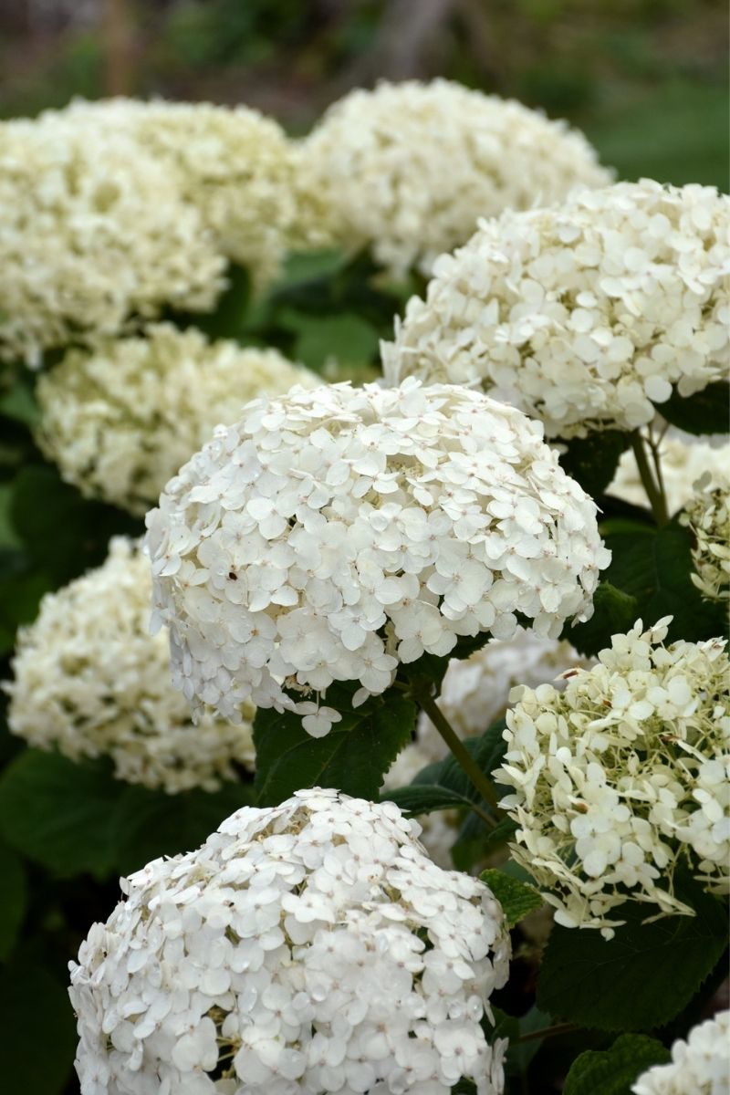 Hydrangea, Wee White