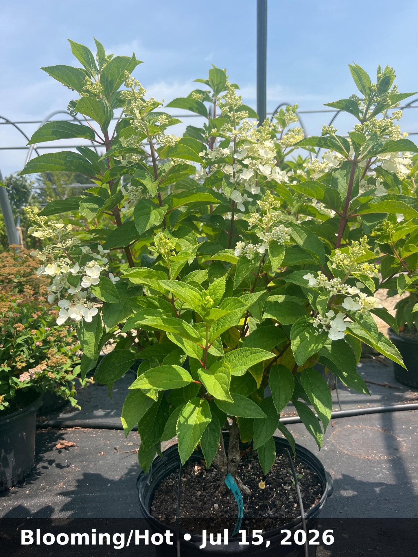 Blooming/Hot — Jul 15, 2026