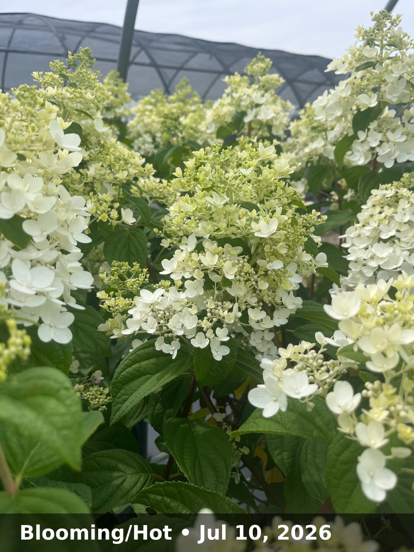 Blooming/Hot — Jul 10, 2026