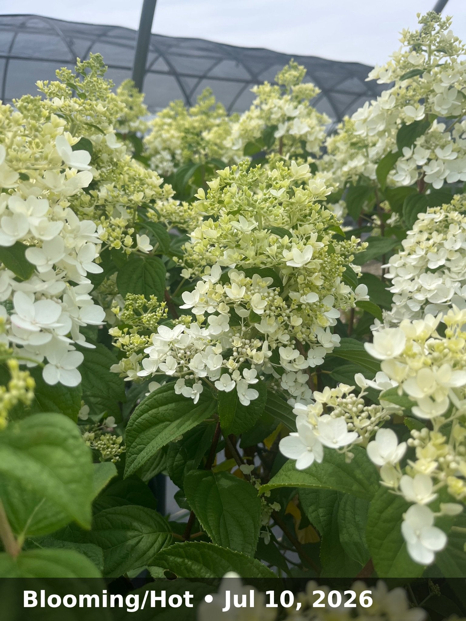 Blooming/Hot — Jul 10, 2026