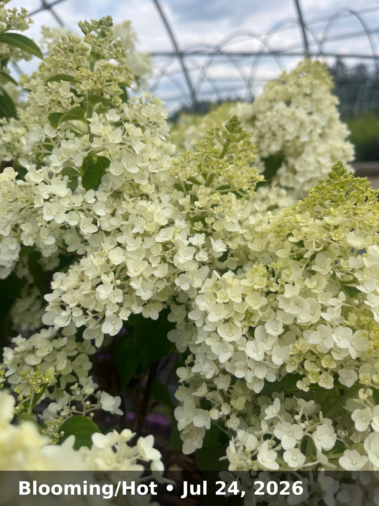 Blooming/Hot — Jul 24, 2026