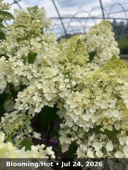 Blooming/Hot — Jul 24, 2026