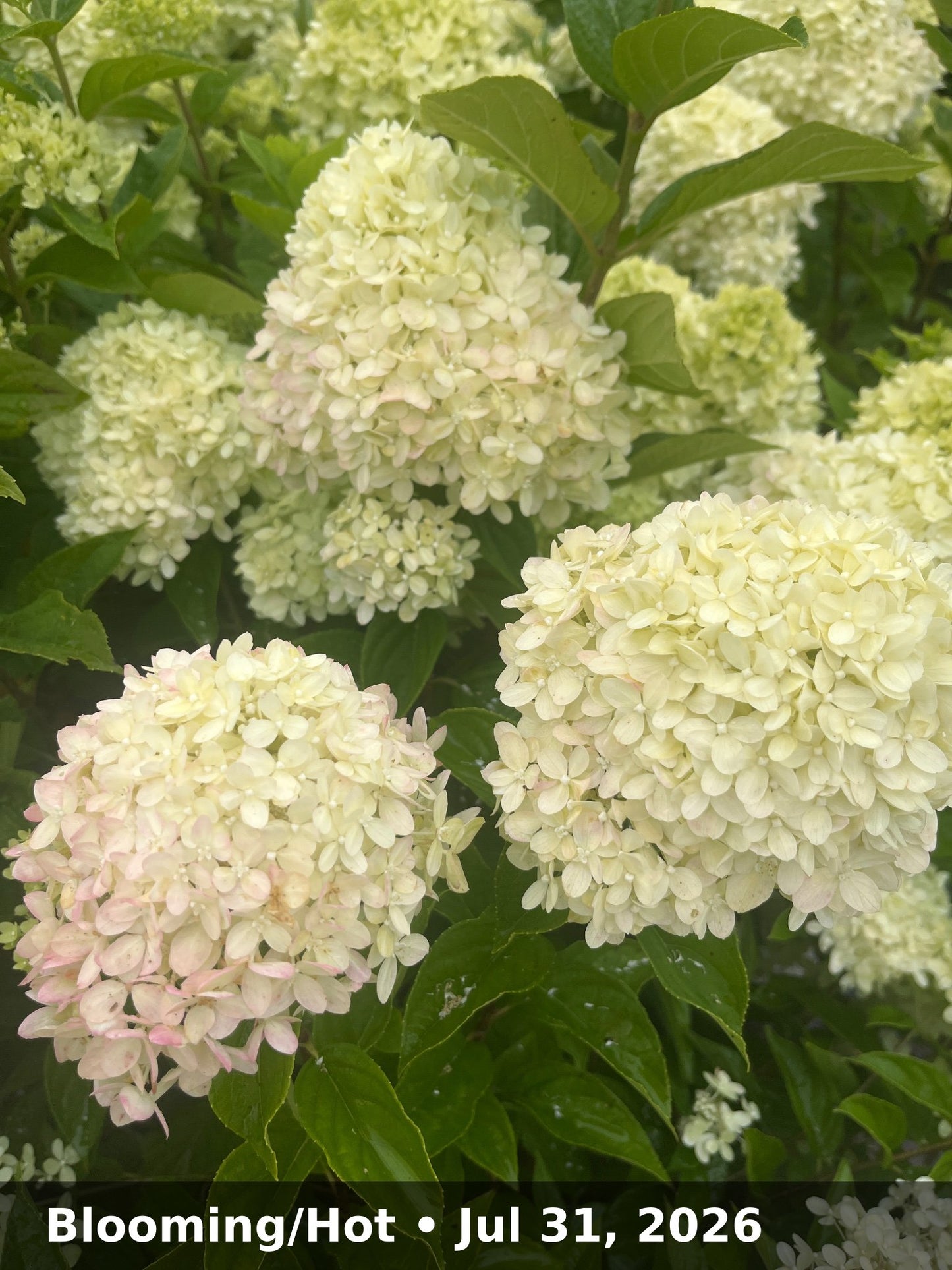 Blooming/Hot — Jul 31, 2026