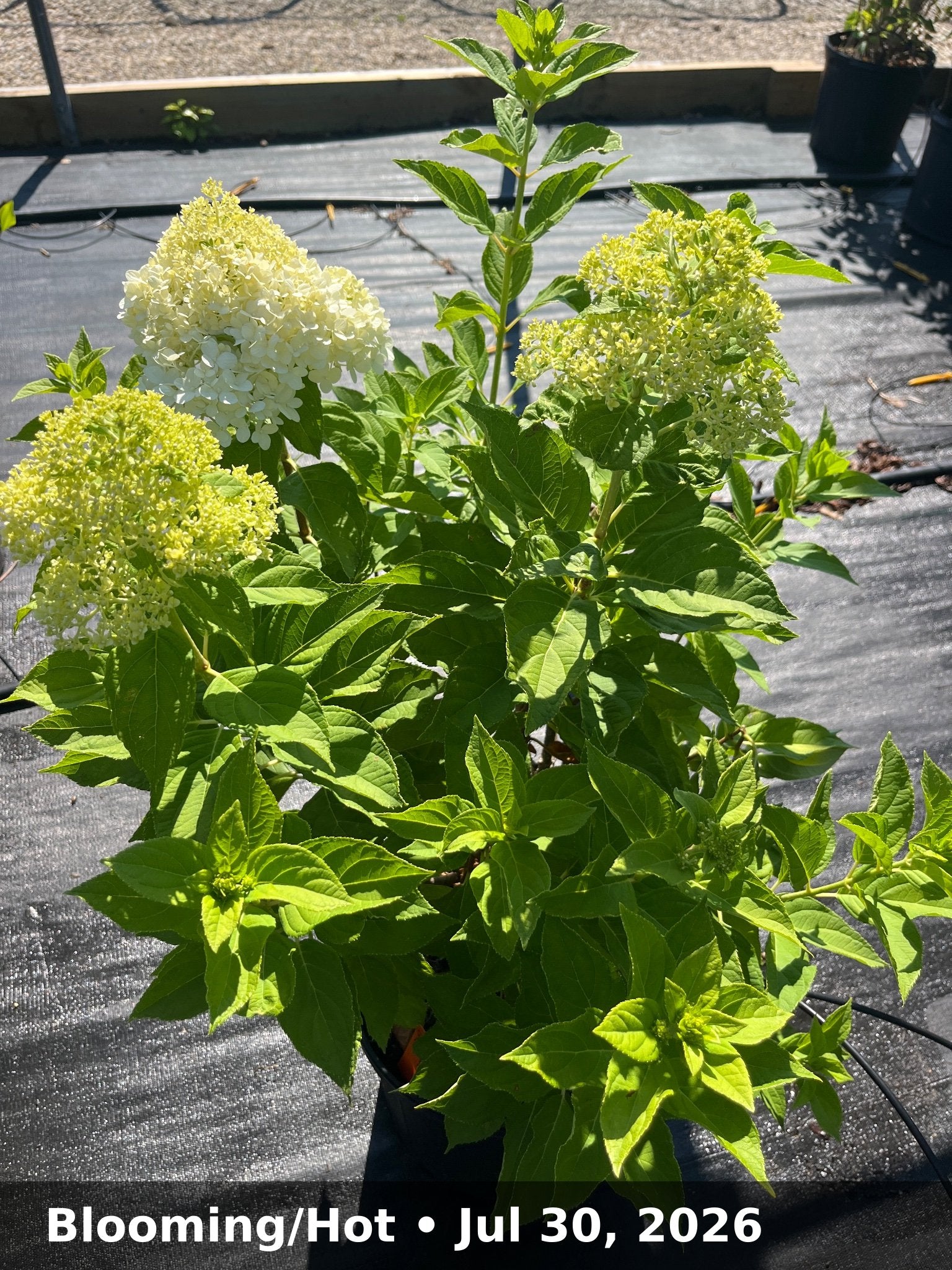 Blooming/Hot — Jul 30, 2026