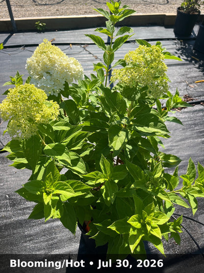 Blooming/Hot — Jul 30, 2026