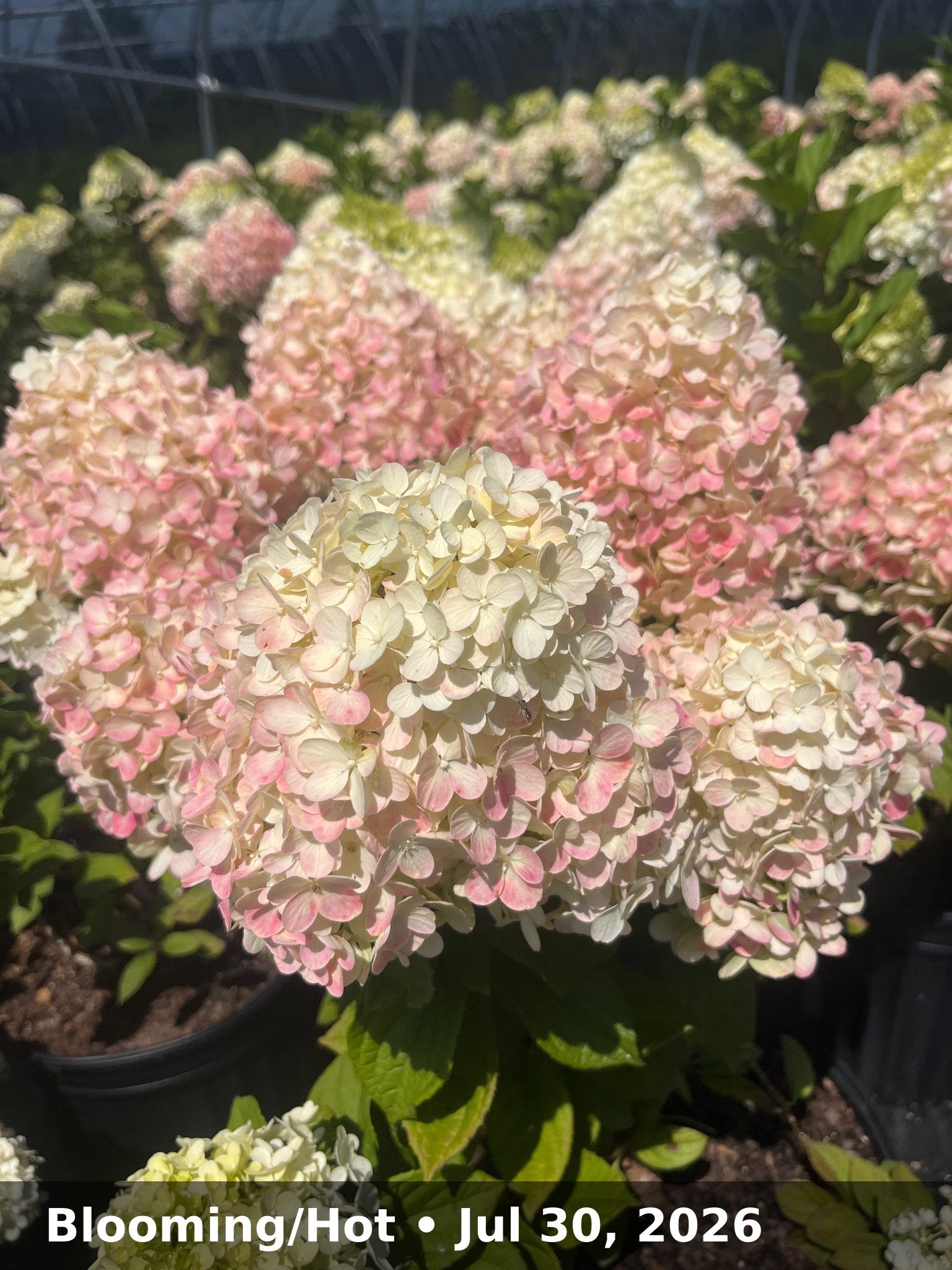 Blooming/Hot — Jul 30, 2026