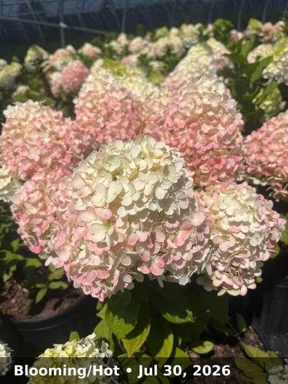 Blooming/Hot — Jul 30, 2026