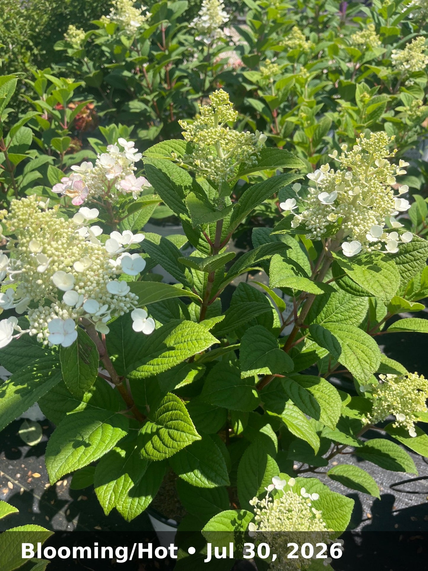 Blooming/Hot — Jul 30, 2026