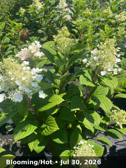 Blooming/Hot — Jul 30, 2026
