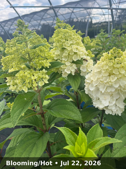 Blooming/Hot — Jul 22, 2026