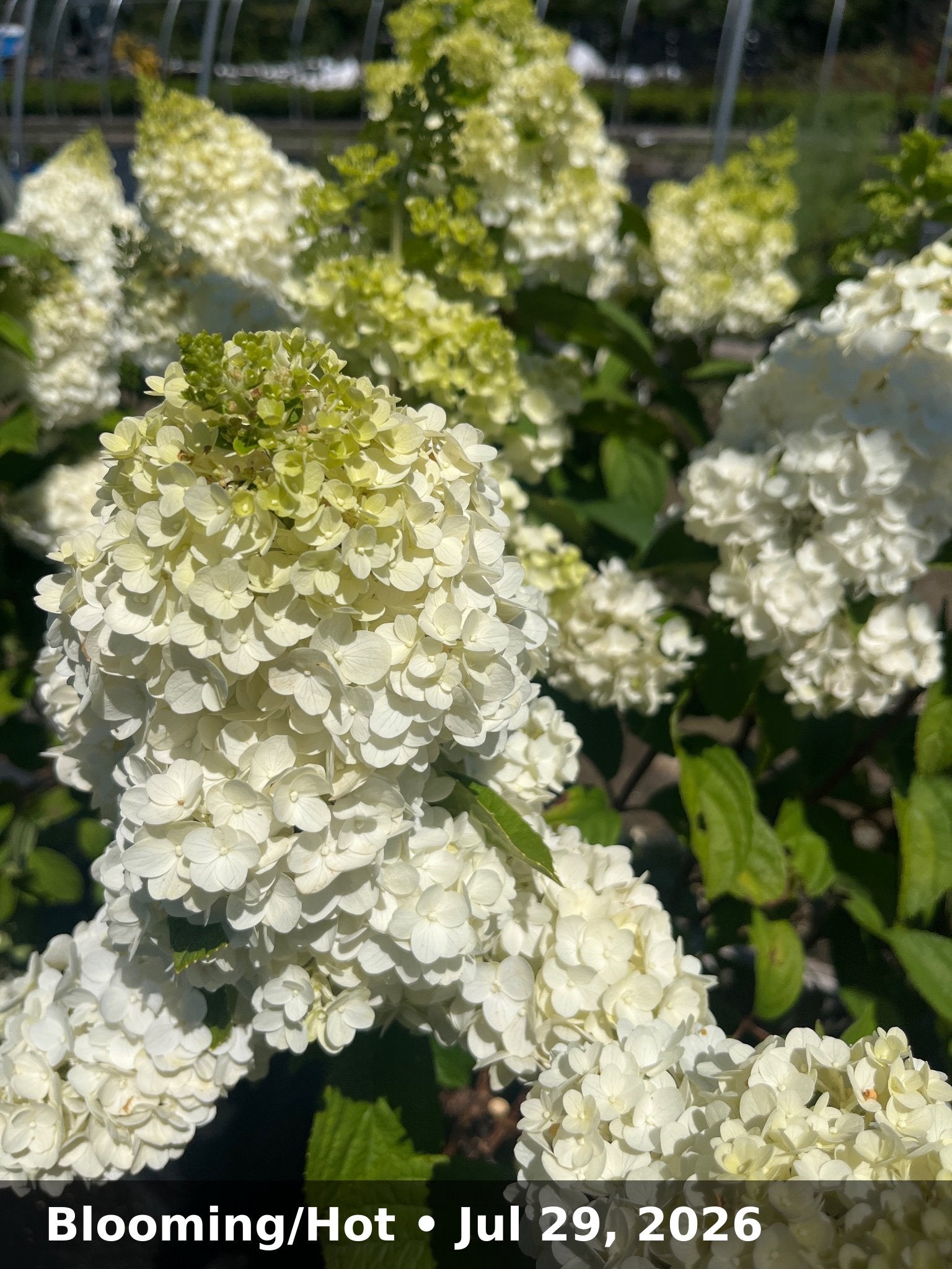 Blooming/Hot — Jul 29, 2026