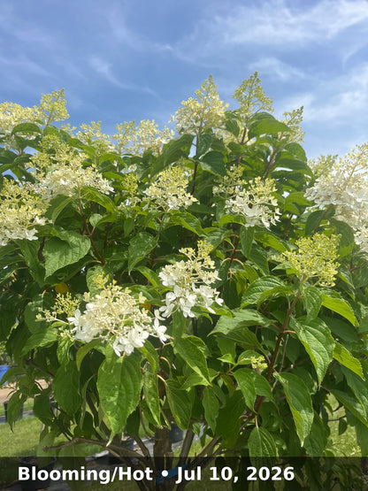 Blooming/Hot — Jul 10, 2026