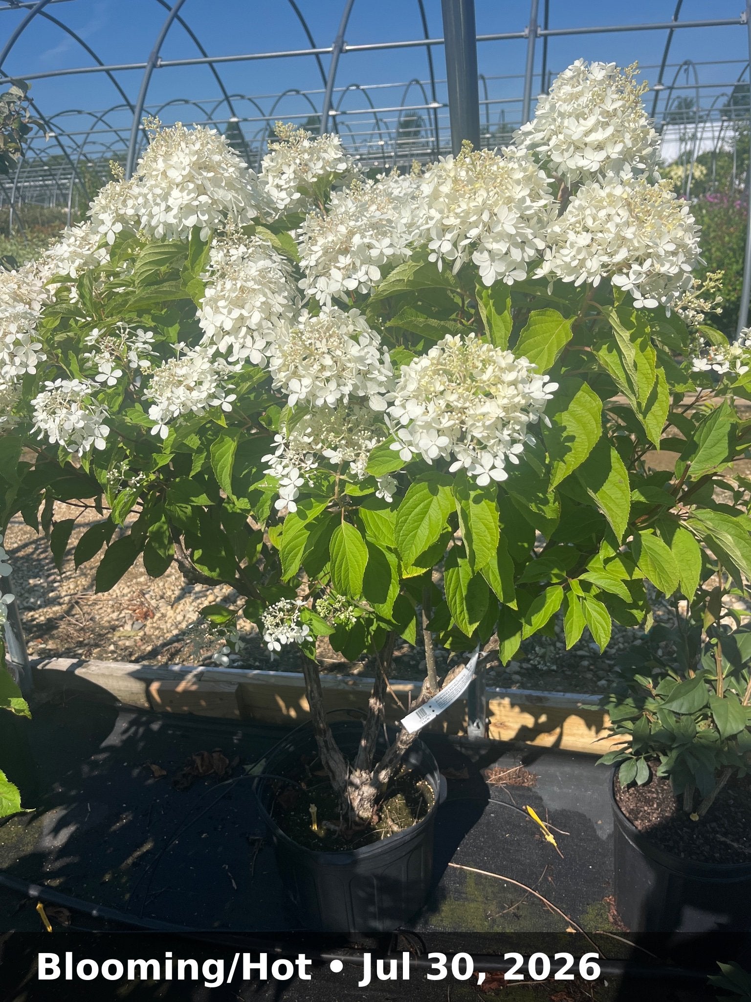 Blooming/Hot — Jul 30, 2026