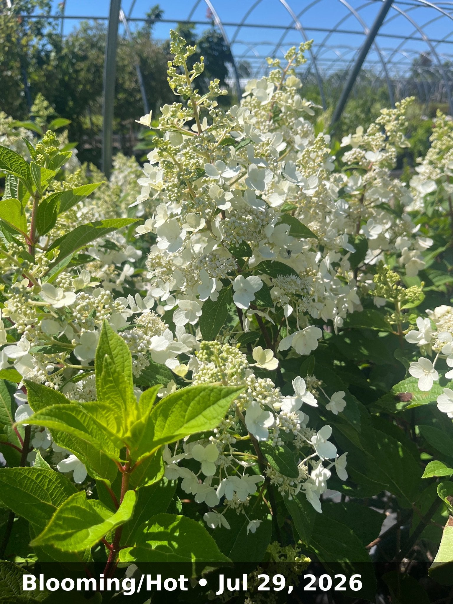 Blooming/Hot — Jul 29, 2026