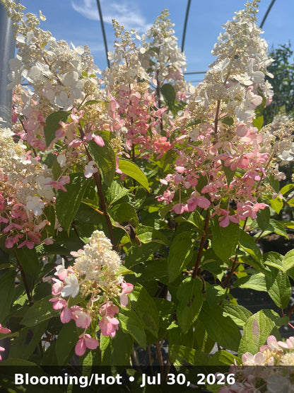 Blooming/Hot — Jul 30, 2026
