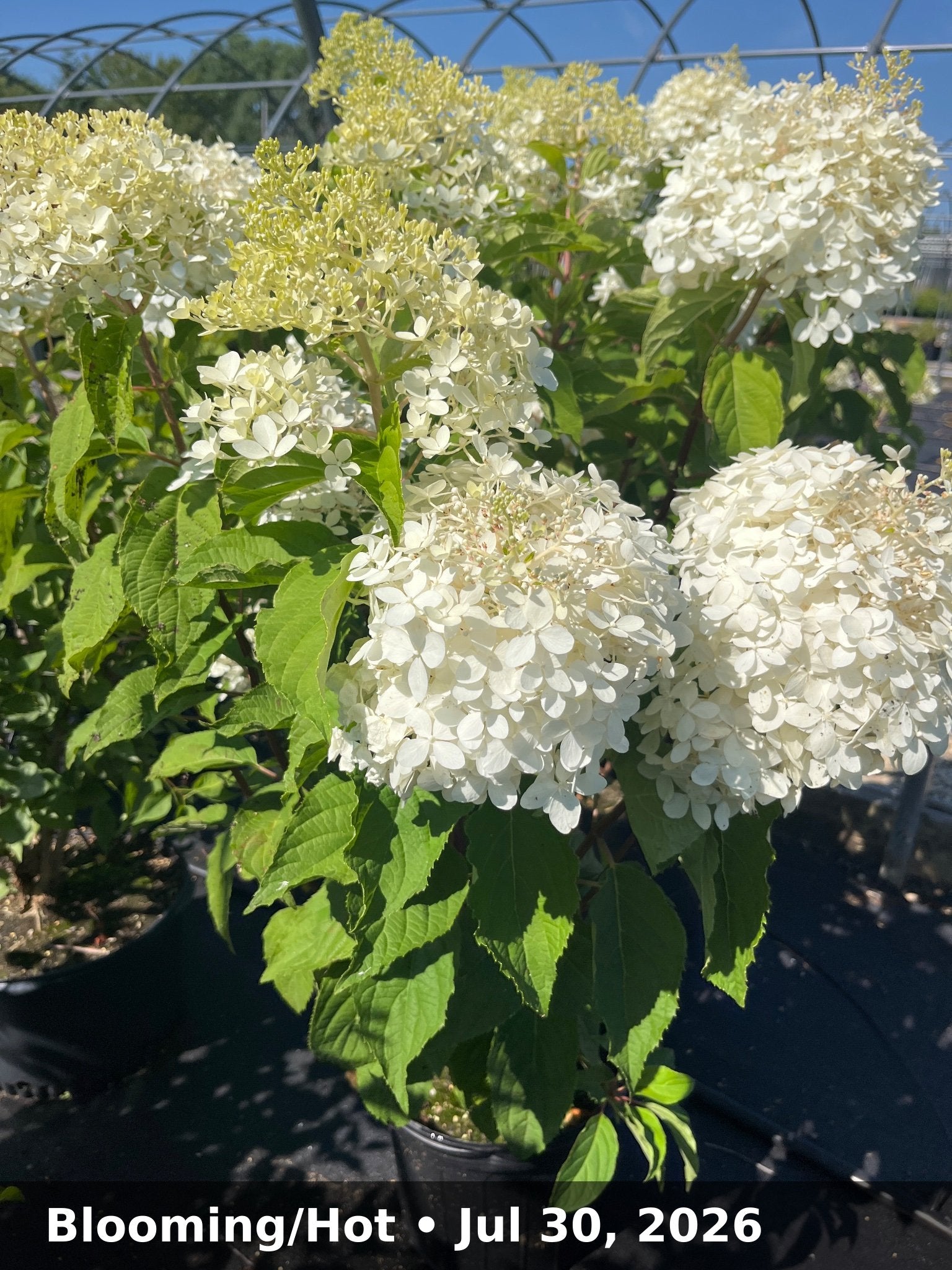 Blooming/Hot — Jul 30, 2026