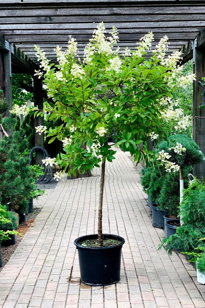 Hydrangea, Paniculata Tardiva